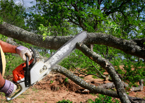 Best Lot and Land Clearing  in Sebastian, FL